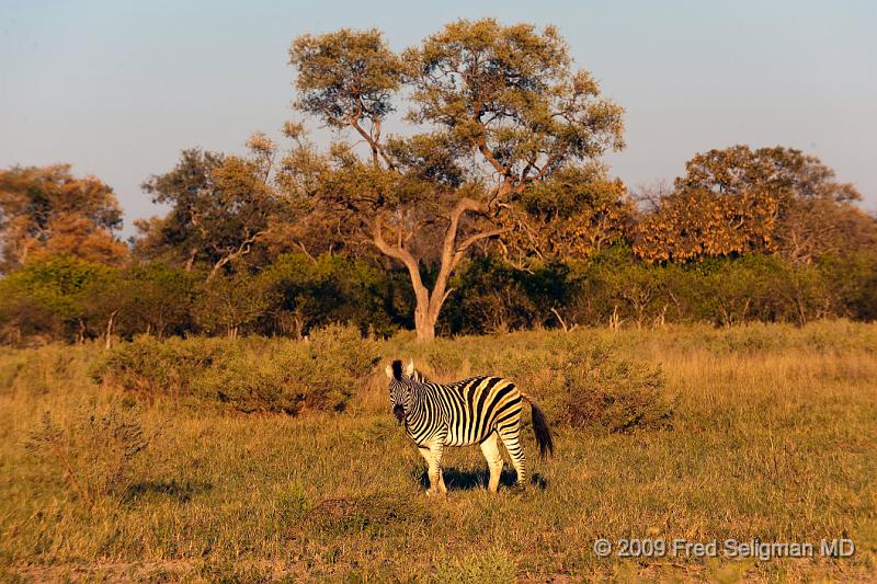 20090618_073601 D3 X1.jpg - Zebras, Selinda Spillway, Botswana